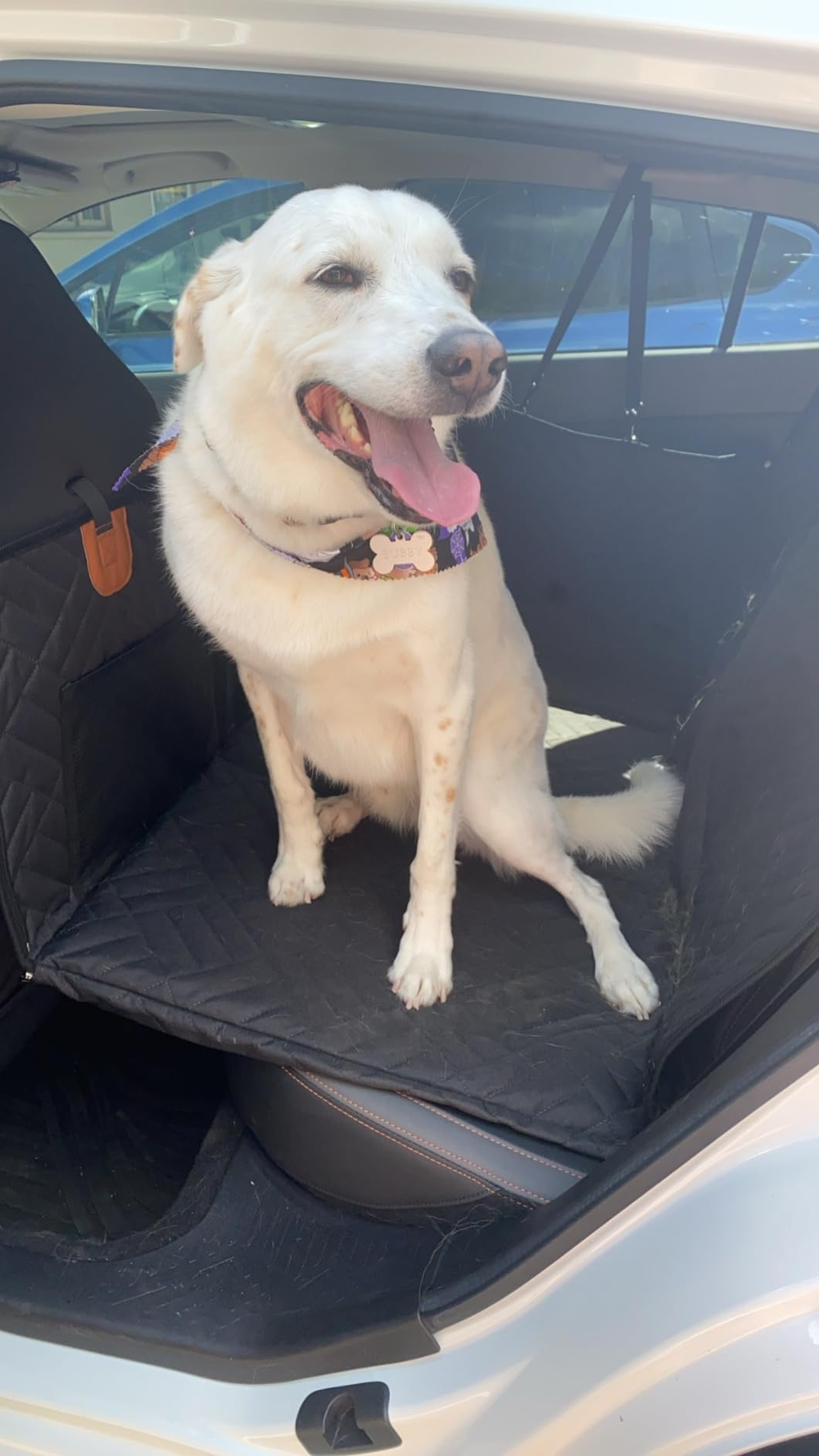 🔥Last Day 50% OFF🔥 Waterproof Dog Car Seat Cover with Hard Bottom